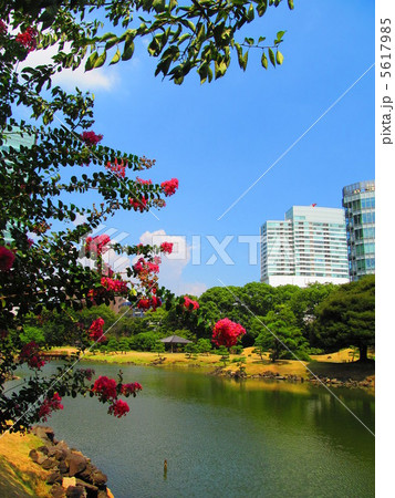 旧芝離宮恩賜庭園に咲くさるすべりの花（浜松町/東京都） 5617985
