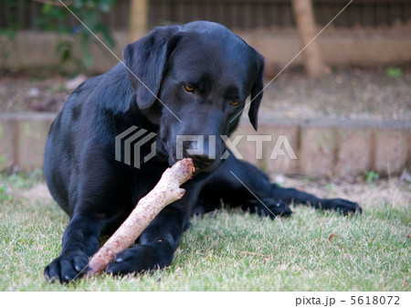棒で遊ぶ犬 棒で遊ぶ犬 5618072
