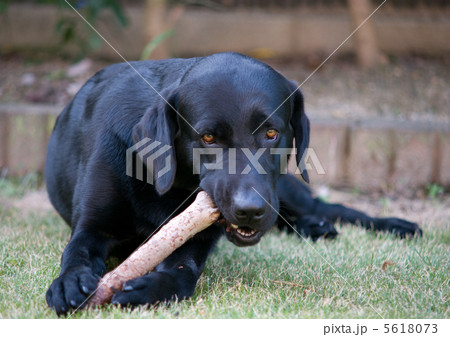 棒で遊ぶ犬 5618073