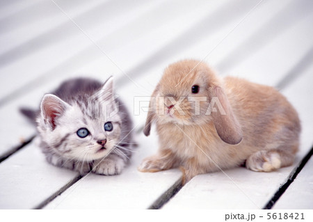 うさぎ ねこ うさぎ 仔猫とウサギの写真素材 [5618421] - PIXTA