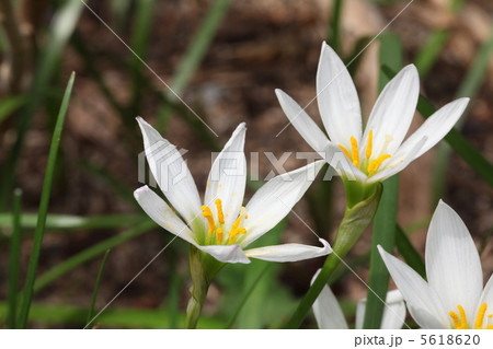 タマスダレの花 5618620