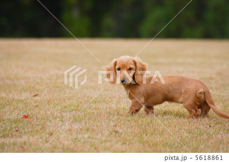 お散歩ミニチュアダックス 5618861