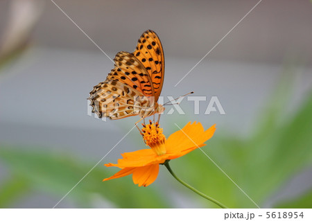 ツマグロヒョウモン 5618954