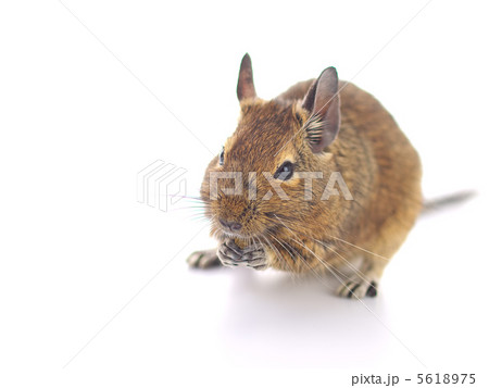 デグーマウス デグーマウス 5618975