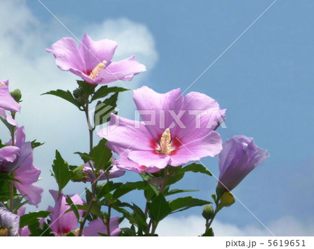 満開のムクゲ 満開のムクゲ 5619651
