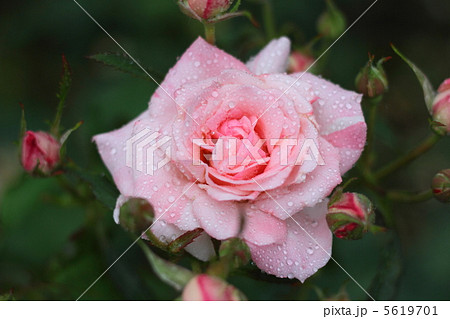 バラのブライダル・ピンク雫 5619701