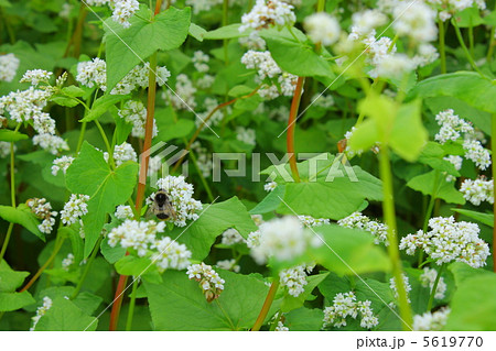 蕎麦の花とハナバチ 蕎麦の花とハナバチ 5619770