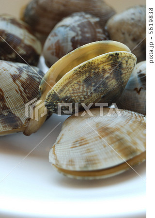 あさり 5619838