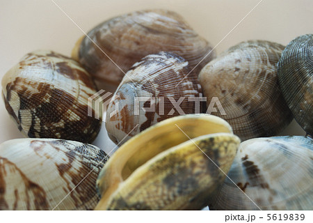 あさり 5619839