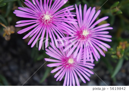 リビングストンデージー 5619842