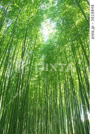 緑の竹林 緑の竹林 5619848