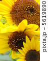 ひまわり成熟過程 5619890