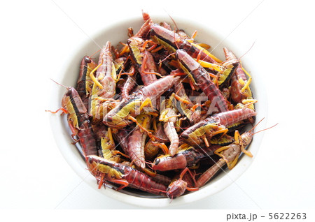 イナゴの素揚げ 5622263