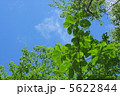 青空と緑 5622844