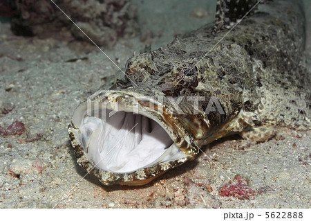 Tropical fish crocodile-fish Tropical fish crocodile-fish 5622888