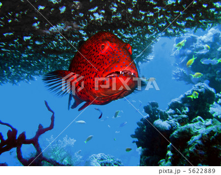 grouper under a coral grouper under a coral 5622889
