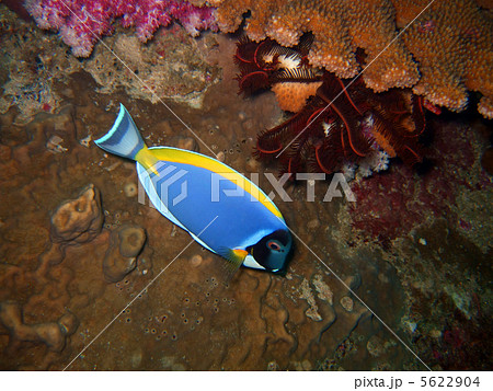 Blue tropical fish Blue tropical fish 5622904