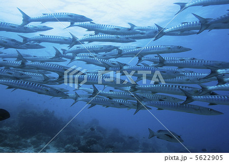 School of barracudas underwater School of barracudas underwater 5622905