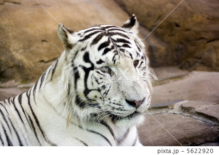 White tiger with green eyes 5622920