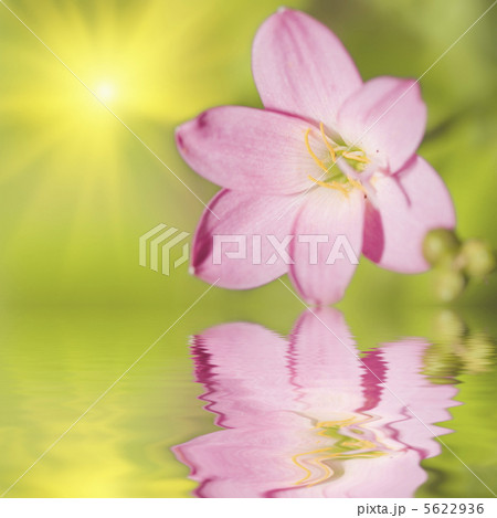 Floral background Floral background 5622936