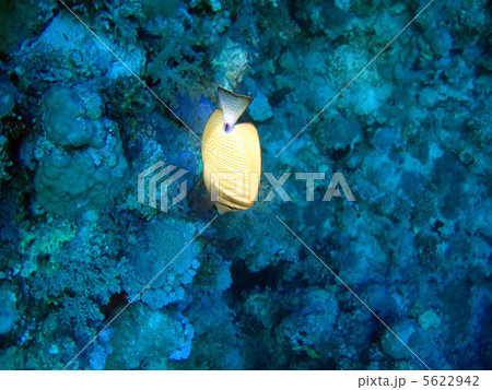 Tropical fish 5622942