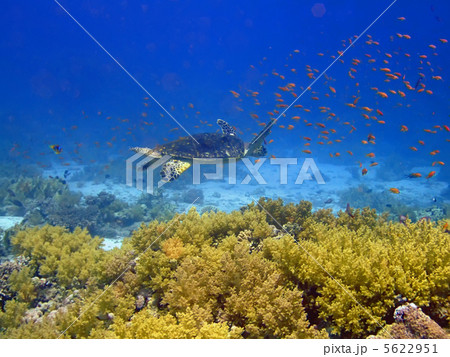 Underwater landscape Underwater landscape 5622951