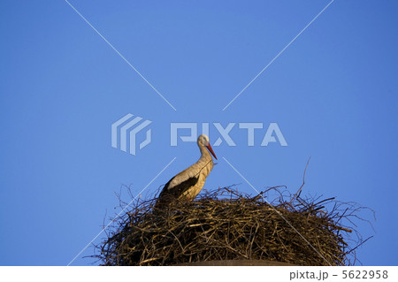 Stork Stork 5622958