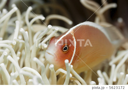 Tropical fish Pink clownfish 5623172