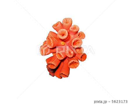 red coral isolated red coral isolated 5623173