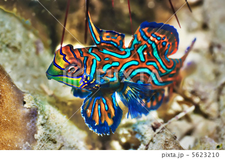 Tropical fish Mandarinfish 5623210