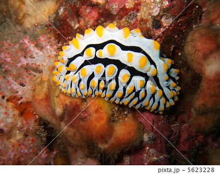 Phyllidia arabica Phyllidia arabica 5623228