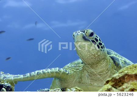 Turtle Turtle 5623246