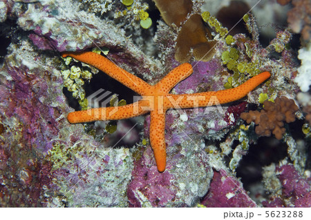 Red starfish Red starfish 5623288