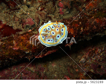 glossodoris cruentus glossodoris cruentus 5623289