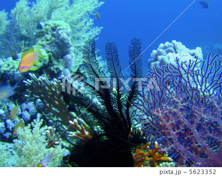 sea lily and coral 5623352