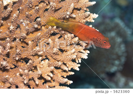 Red Howkfish Red Howkfish 5623360