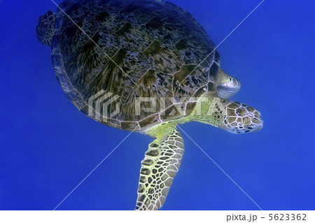 Turtle 5623362