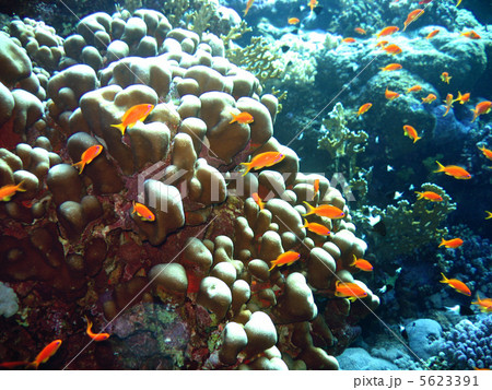 Scalefin Anthias 5623391