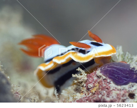Nudibranch underwater. Nudibranch underwater. 5623413