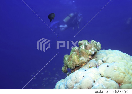 Underwater landscape Underwater landscape 5623450