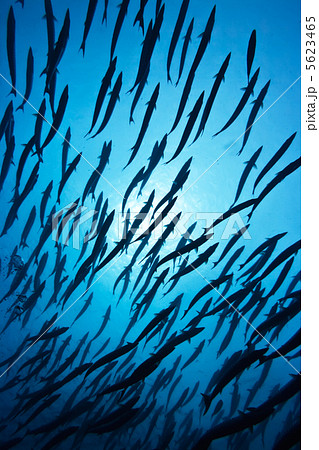 Barracudas Barracudas 5623465