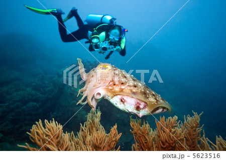 Diver and cuttlefish Diver and cuttlefish 5623516