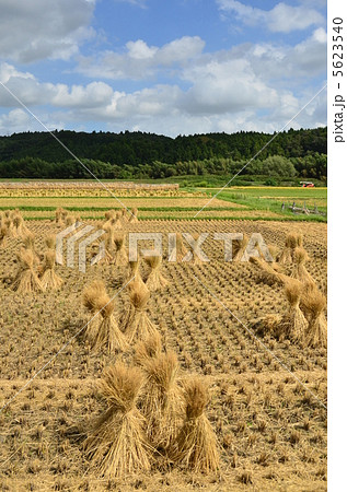 わらぼっち 5623540