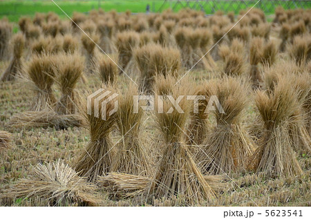 わらぼっち わらぼっち 5623541