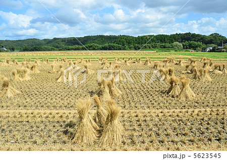 わらぼっち 5623545