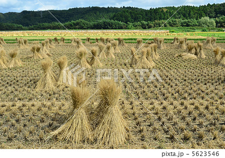 わらぼっち 5623546