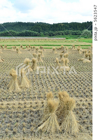 わらぼっち 5623547