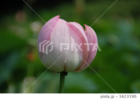 大賀ハスの花(西谷池・荒神谷史跡公園/島根県出雲市斐川町) 大賀ハスの花(西谷池・荒神谷史跡公園/島根県出雲市斐川町) 5623590