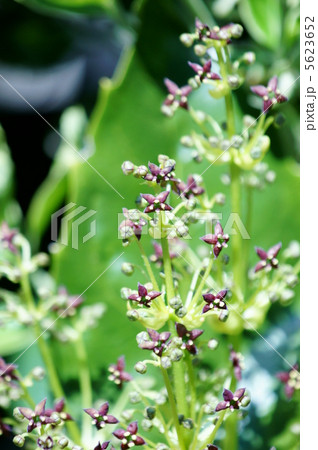 青木の花 かわいいです。 青木の花 かわいいです。 5623652