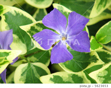 ツルニチニチソウ ツルニチニチソウ 5623653